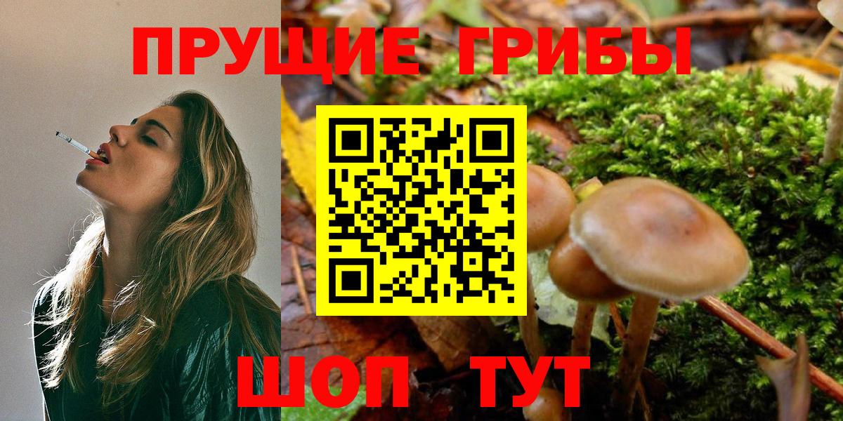 Псилоцибиновые грибы Psilocybine cubensis Надым